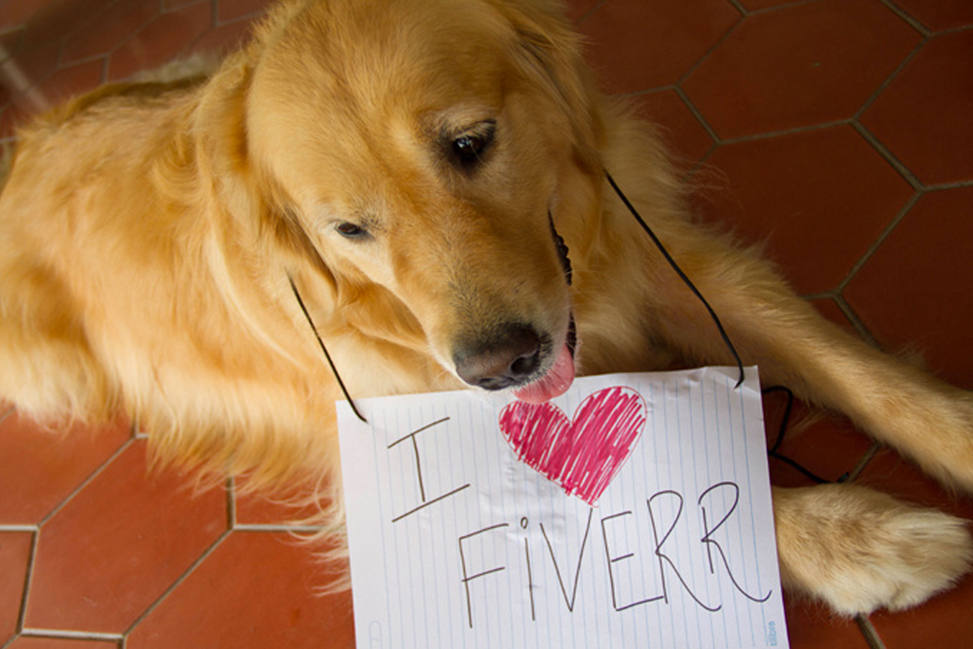 fiver-dog